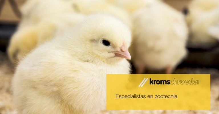 Pollitos en una granja